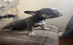 French Bulldog dogs for sale: Loving French bulldog  - Image 4