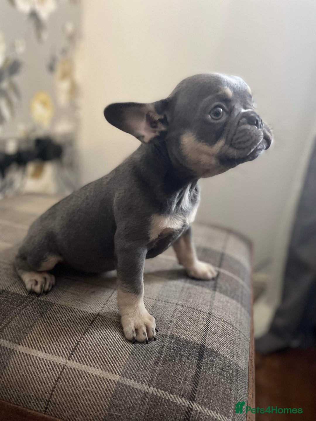 French Bulldog dogs for sale: Loving French bulldog  - Image 4