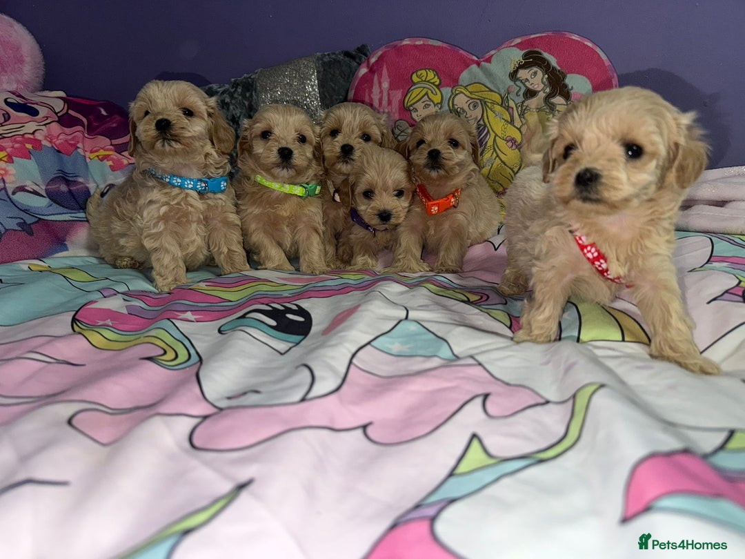 Maltipoo dogs for sale: Outstanding maltipoo - Advert 26