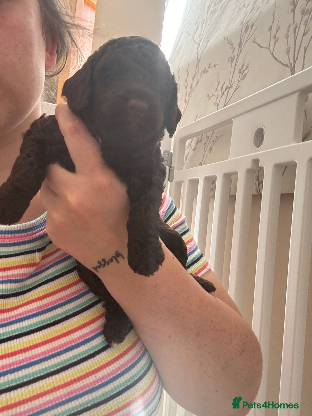 Cockapoo dogs for sale: 25%cocker spaniel 75% toy red poodle - Image 12