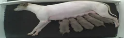 Italian Greyhound dogs for sale: Italian Greyhound puppies. in Grantham - Advert 3
