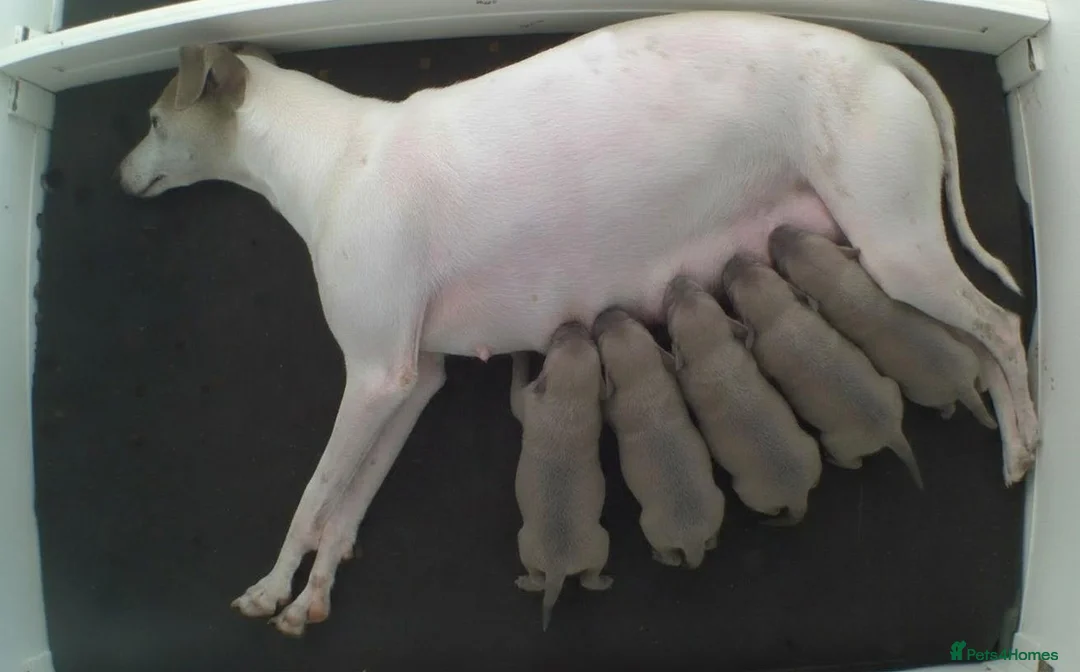 Italian Greyhound dogs for sale: Italian Greyhound puppies. in Grantham - Advert 3