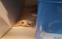 British Shorthair cats for sale: Two female cats - Image 15