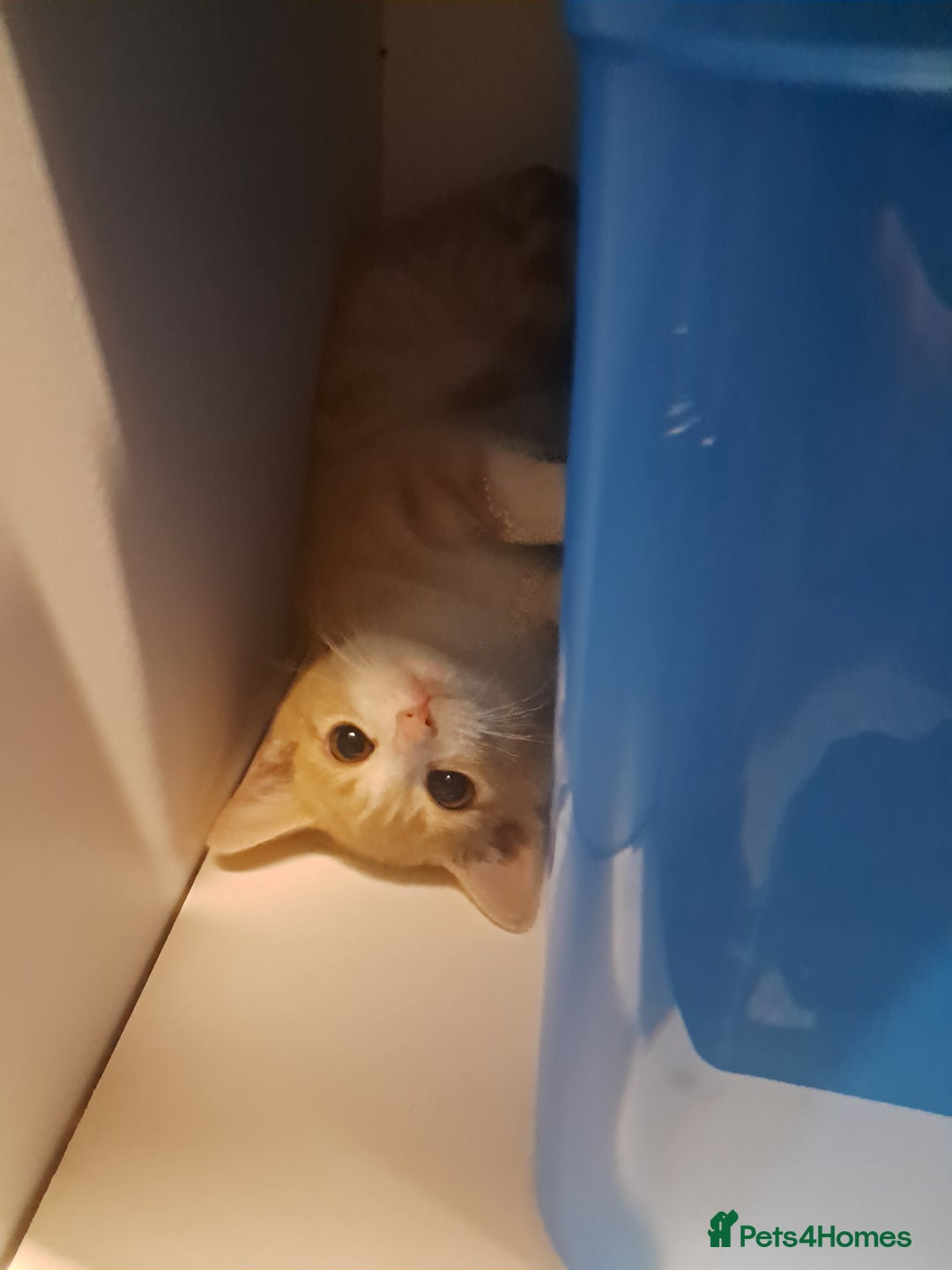 British Shorthair cats for sale: Two female cats - Image 15