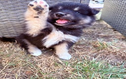 Pomsky dogs for sale: F4 HUSKY MARKED blue eyed Pups! ❄️ HEALTH TESTED - Image 2
