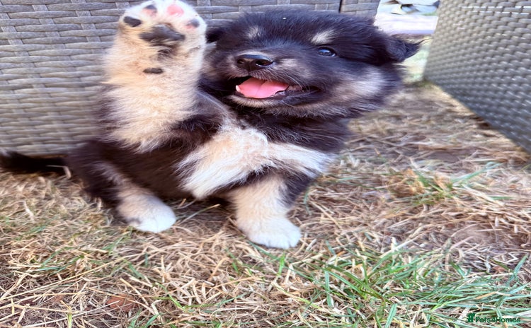 Pomsky dogs - Advert 1