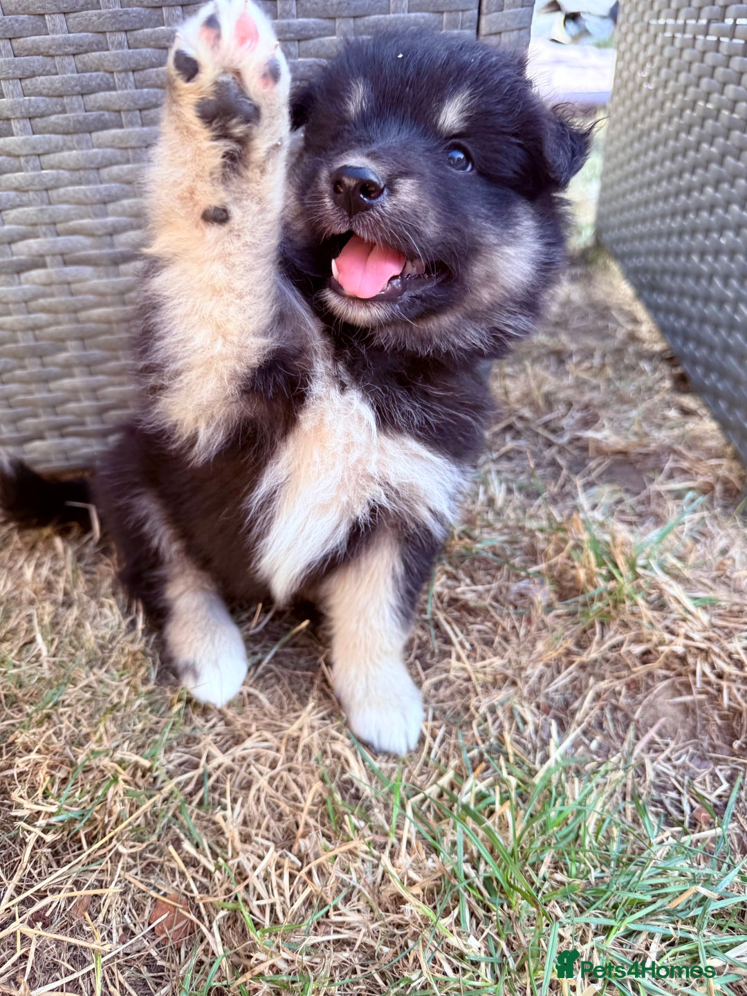 Pomsky dogs for sale: F4 HUSKY MARKED blue eyed Pups! ❄️ HEALTH TESTED - Image 2