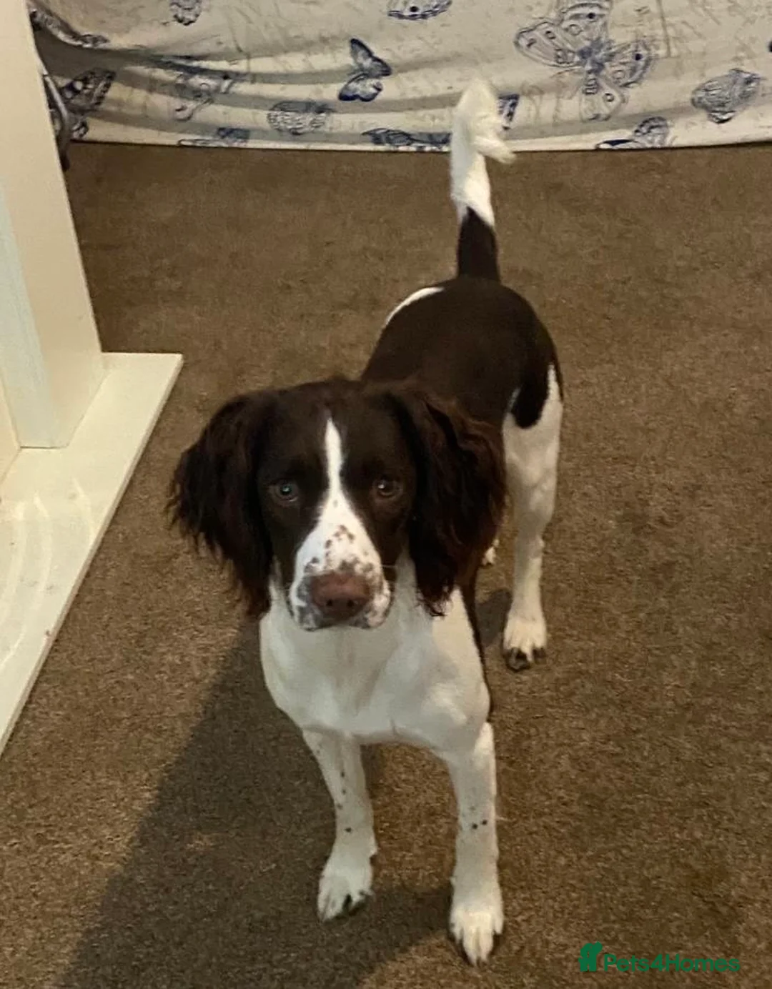 English Springer Spaniel dogs for sale: 8 Liver&White Springer Spaniel Puppies   - Advert 2