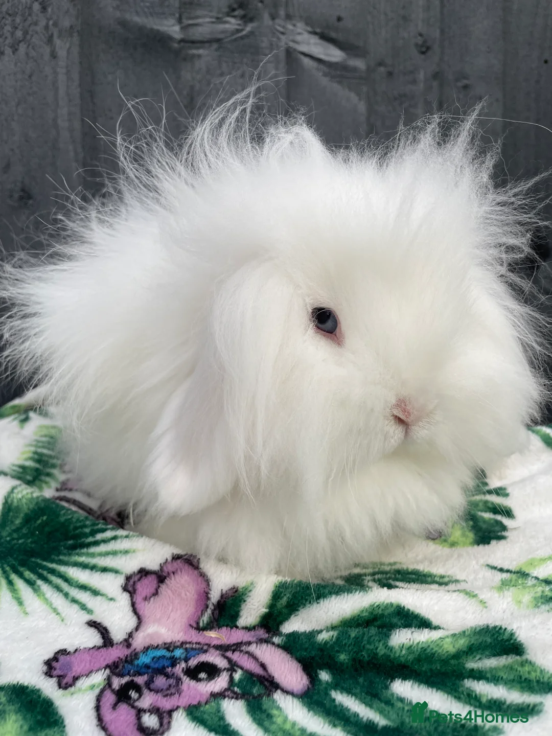 Mini Lion Lop rabbits for sale: Mini Lion Lop ** BABIES IN THE NEST** - Advert 4