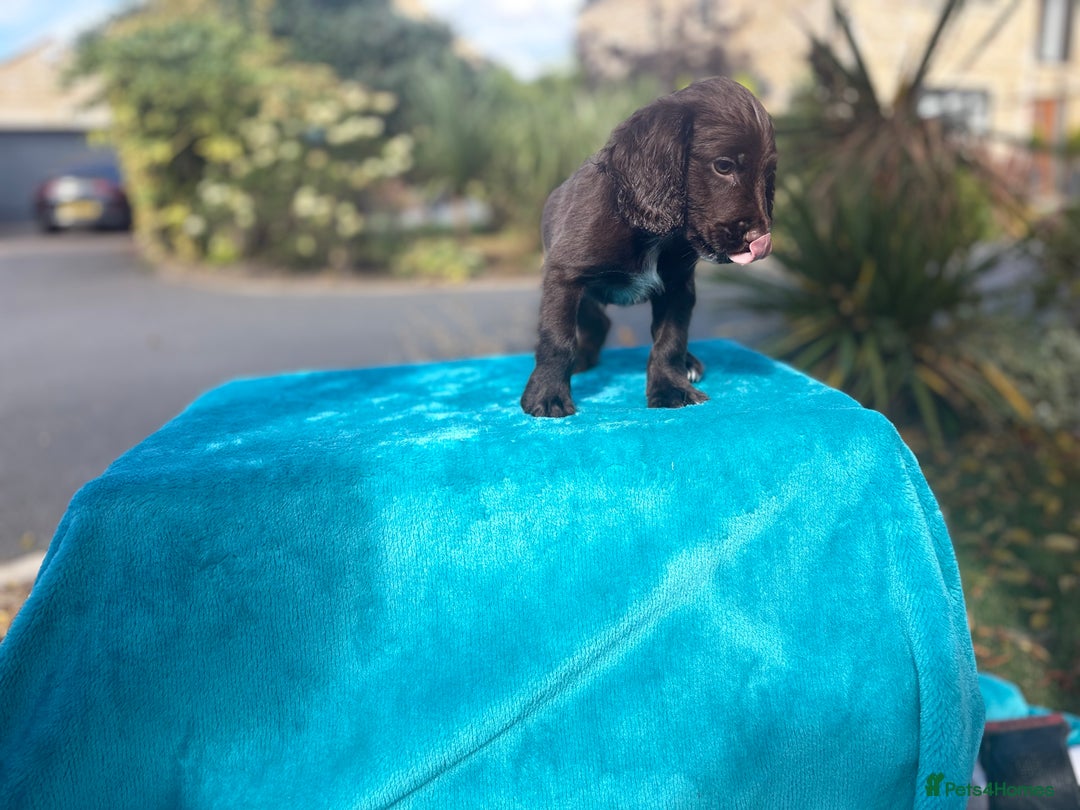 Cocker Spaniel dogs for sale: Beautiful boy cocker spaniel, ready now 💙 - Image 4