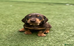 Dachshund dogs for sale: Stunning Dachshund Puppies  - Image 32