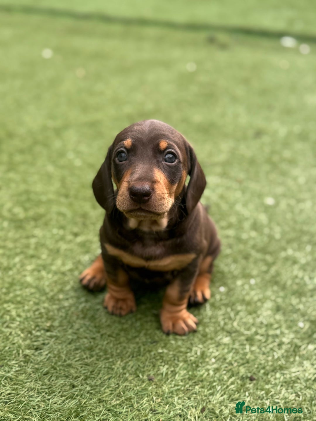 Dachshund dogs for sale: Stunning Dachshund Puppies  - Image 32