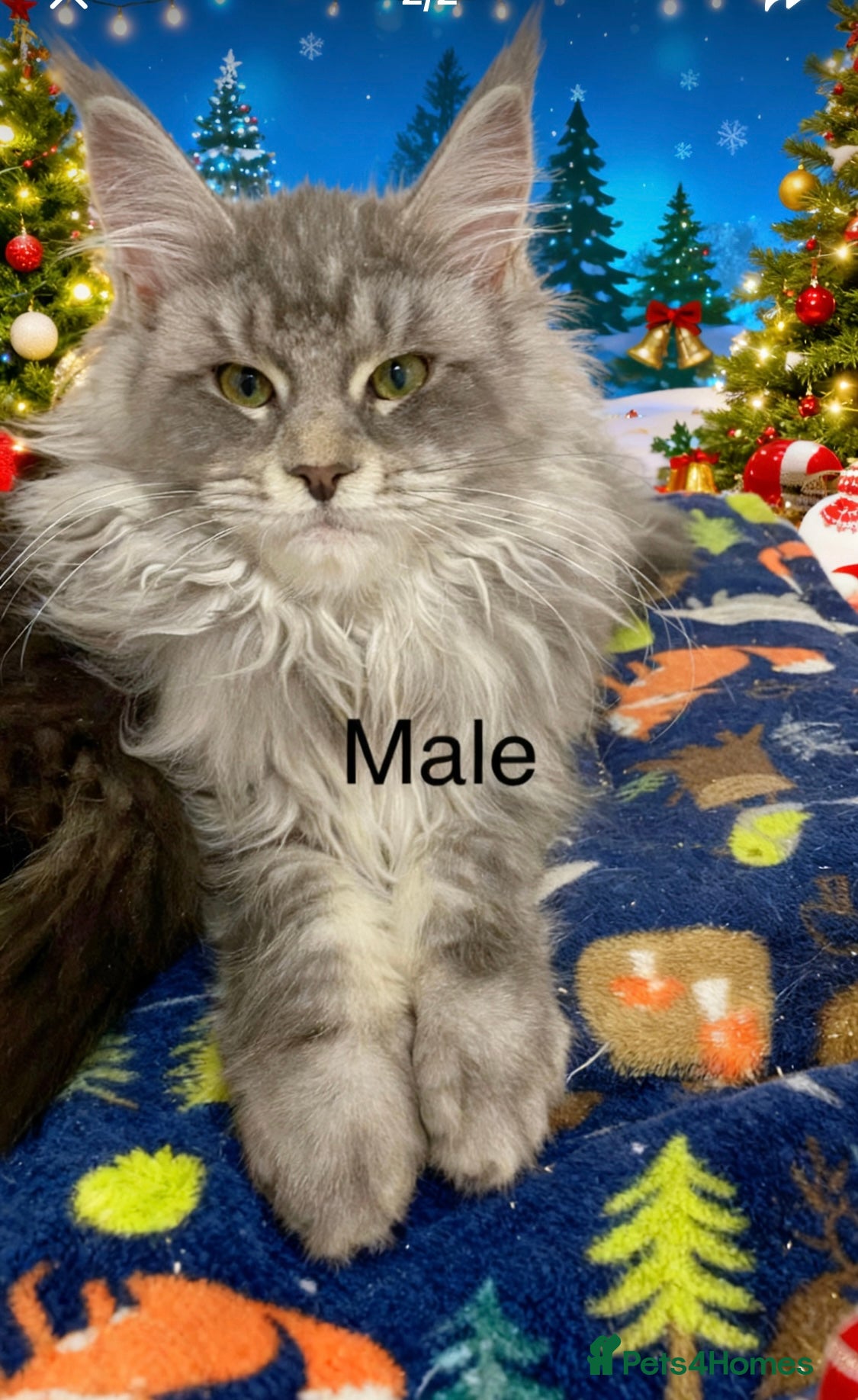 Maine Coon cats Pedigree Maine Coons - Advert 1