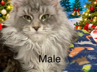 Maine Coon cats Pedigree Maine Coons - Advert 7