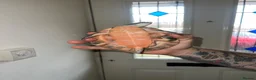 Turtle reptiles for sale: 2x Orange belly side neck with full setup - Advert 2