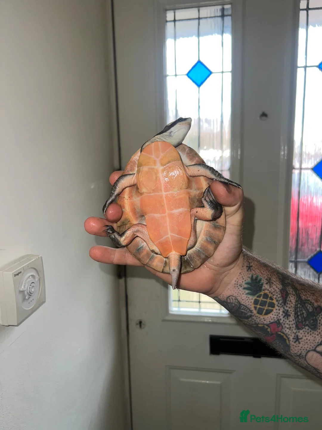 Turtle reptiles for sale: 2x Orange belly side neck with full setup - Advert 2