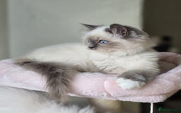 Ragdoll cats for sale: 6 Perfect Affectionate, Ready2Go Pedigree Kittens! - Advert 3