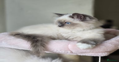 Ragdoll cats 6 Perfect Affectionate, Ready2Go Pedigree Kittens! - Advert 9