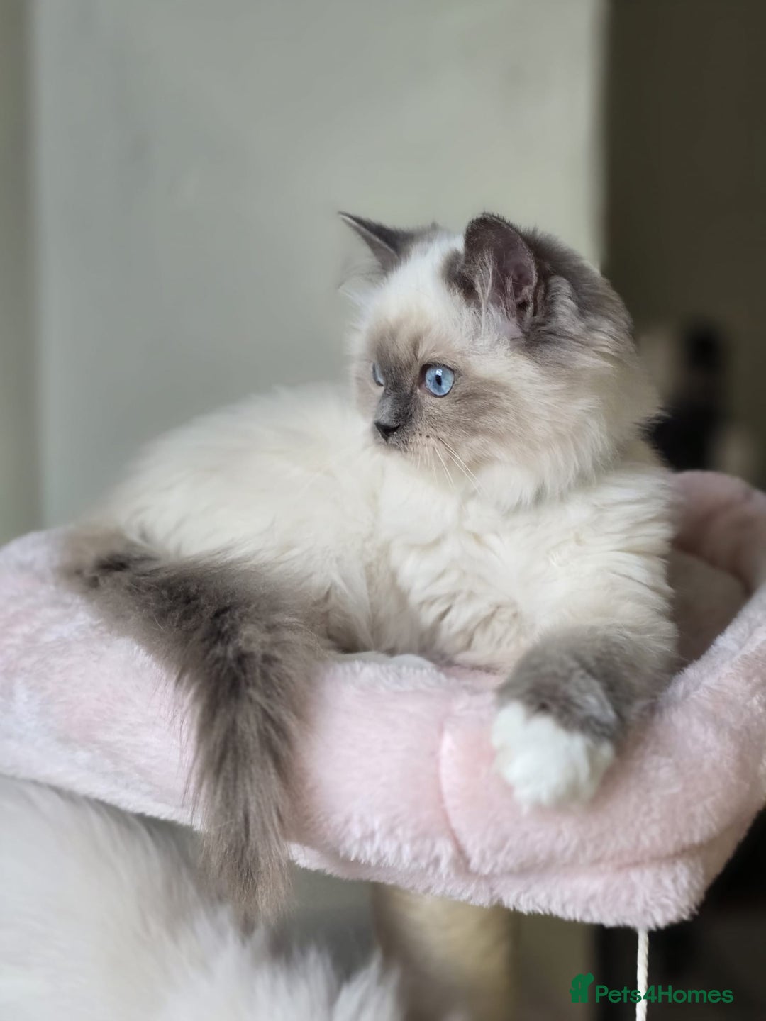 Ragdoll cats for sale: 6 Perfect Affectionate, Ready2Go Pedigree Kittens! - Advert 3