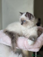 Ragdoll cats 6 Perfect Affectionate, Ready2Go Pedigree Kittens! - Advert 1