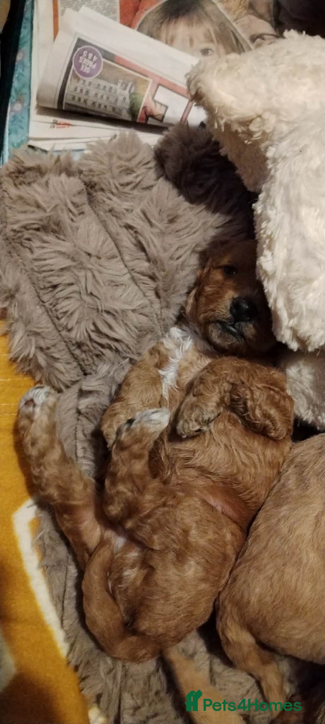 Mixed Breed dogs for sale: Adorable Maltipoo/Cockapoo Puppies - Advert 4