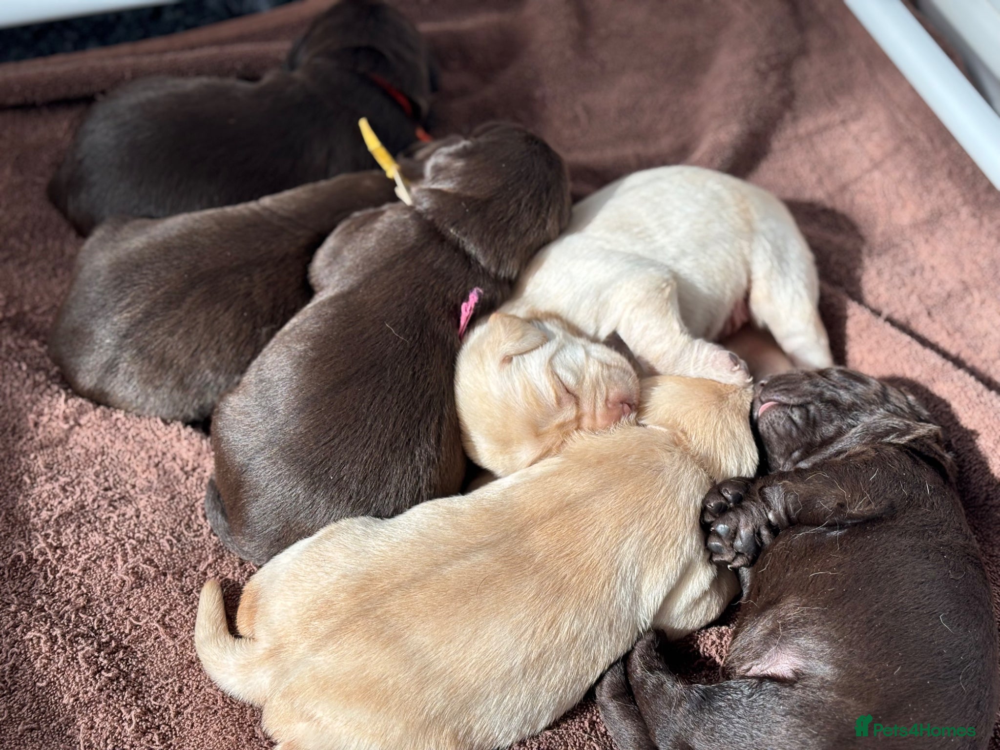 Labrador Retriever dogs KC Reg Yellow Female available  - Advert 17