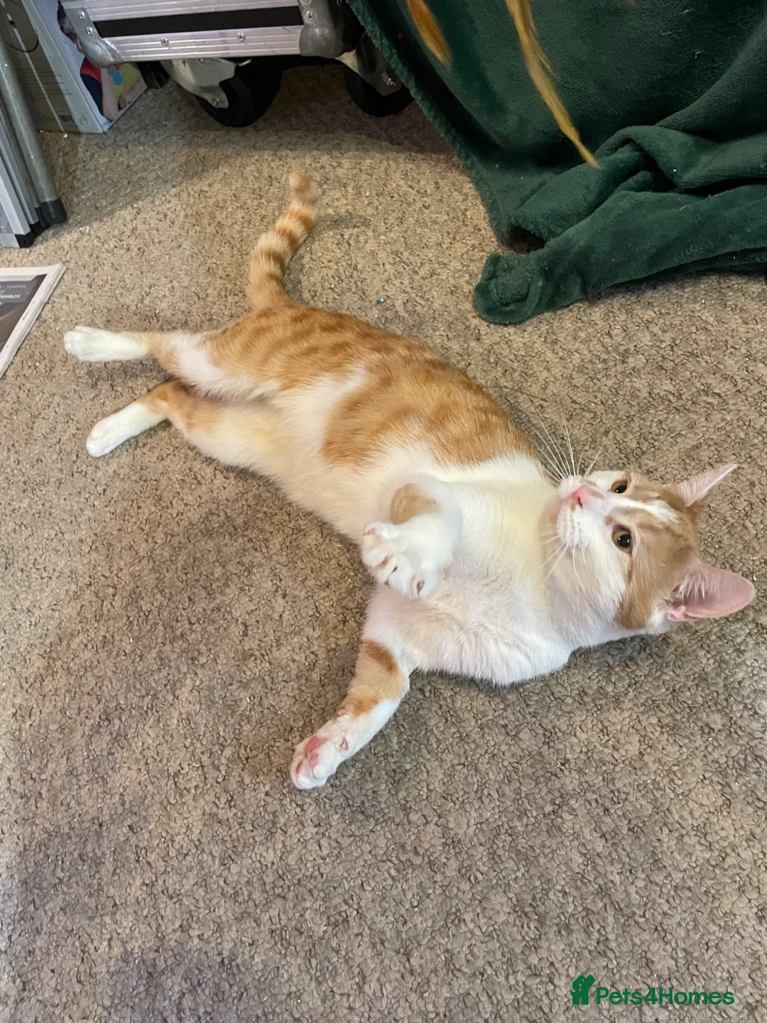 Mixed Breed cats for adoption: Tommy, handsome ginger boy in need of new home - Advert 1