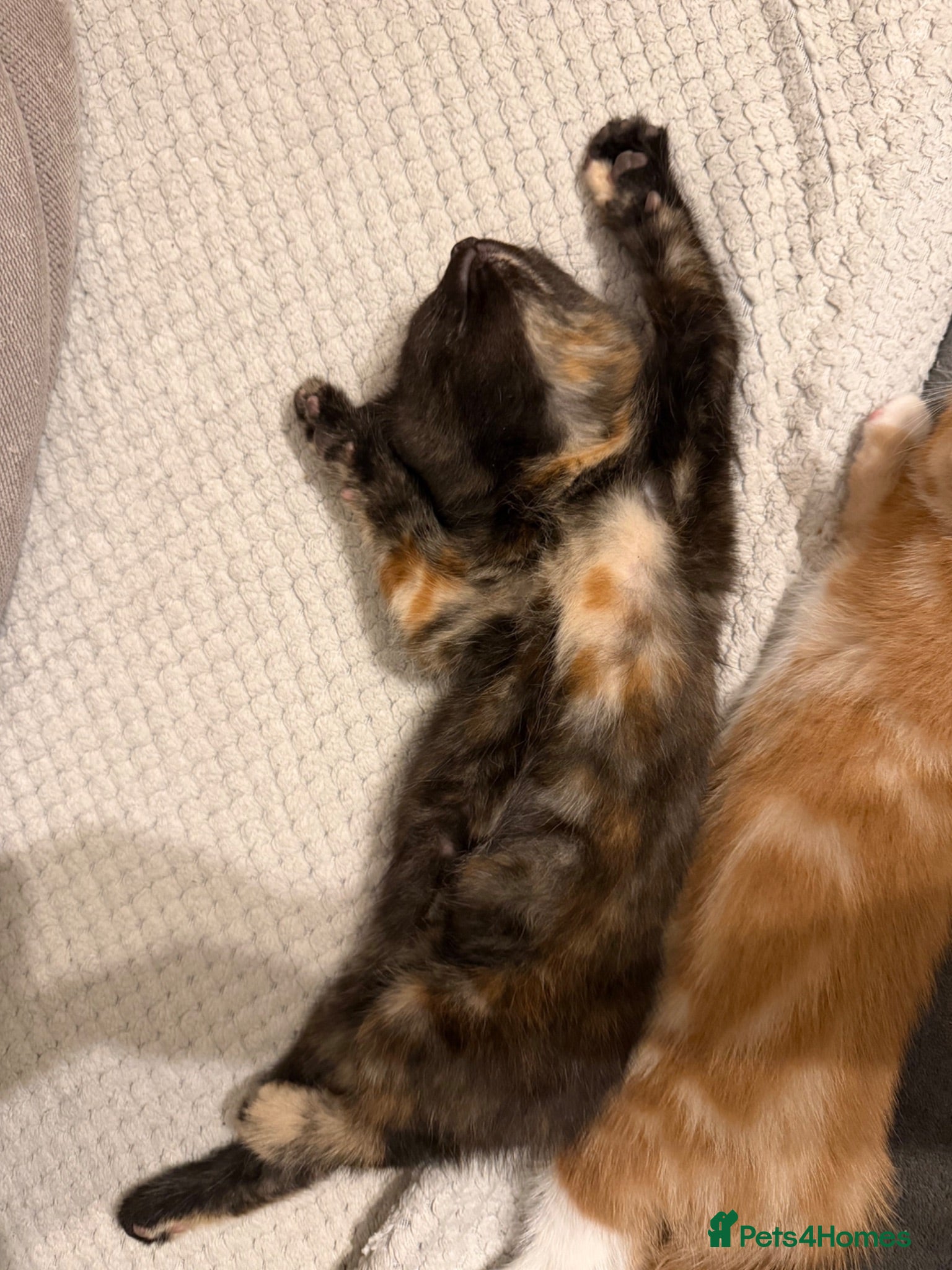 Mixed Breed cats Adorable Kittens Looking home  - Advert 5