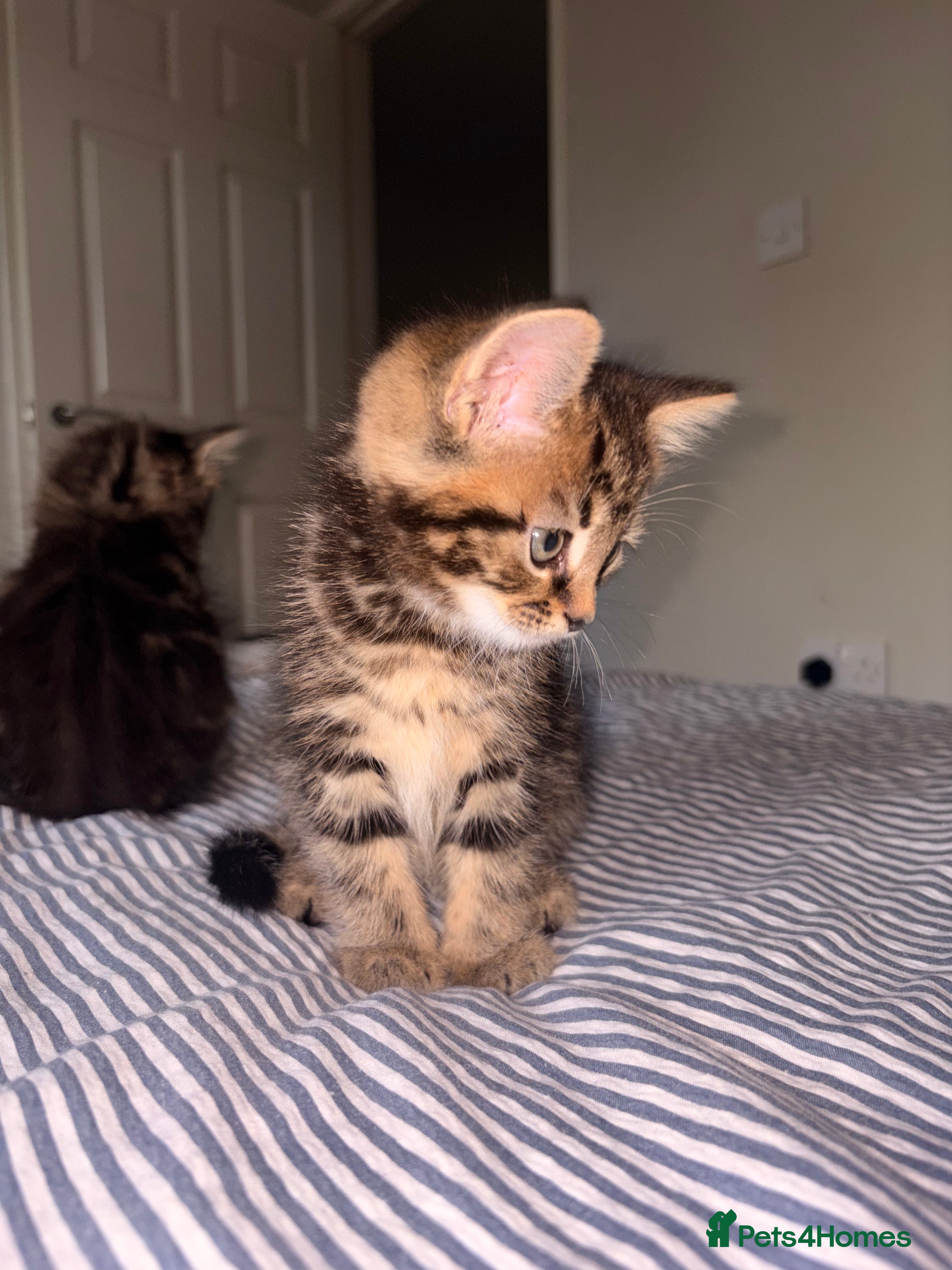 Mixed Breed cats for sale: Kittens for sale. - Advert 16