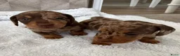 Miniature Dachshund dogs for sale: Beautiful Chocolate Dapple Coats- 2 available in Stoke-on-Trent - Advert 7