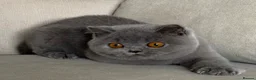 British Shorthair cats for sale: Beautiful kittens  - Advert 6