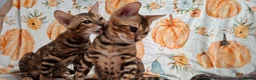 Bengal cats for sale: Stunning Bengal Kittens  - Advert 6
