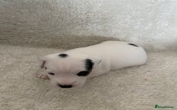Jack Russell dogs for sale: Quality Parson Jack Russell male puppies - Advert 2