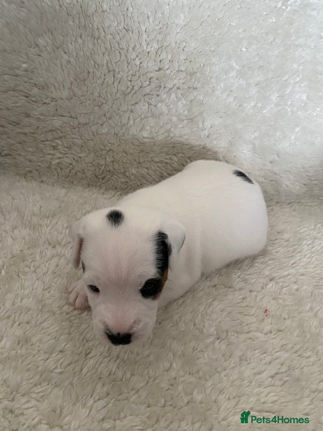 Jack Russell dogs for sale: Quality Parson Jack Russell male puppies - Advert 2