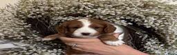 Australian Labradoodle dogs for sale: Stunning Miniature Australian Labradoodles - Advert 12