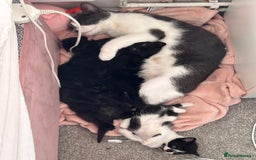 British Shorthair cats for sale: Black kittens  - Image 1