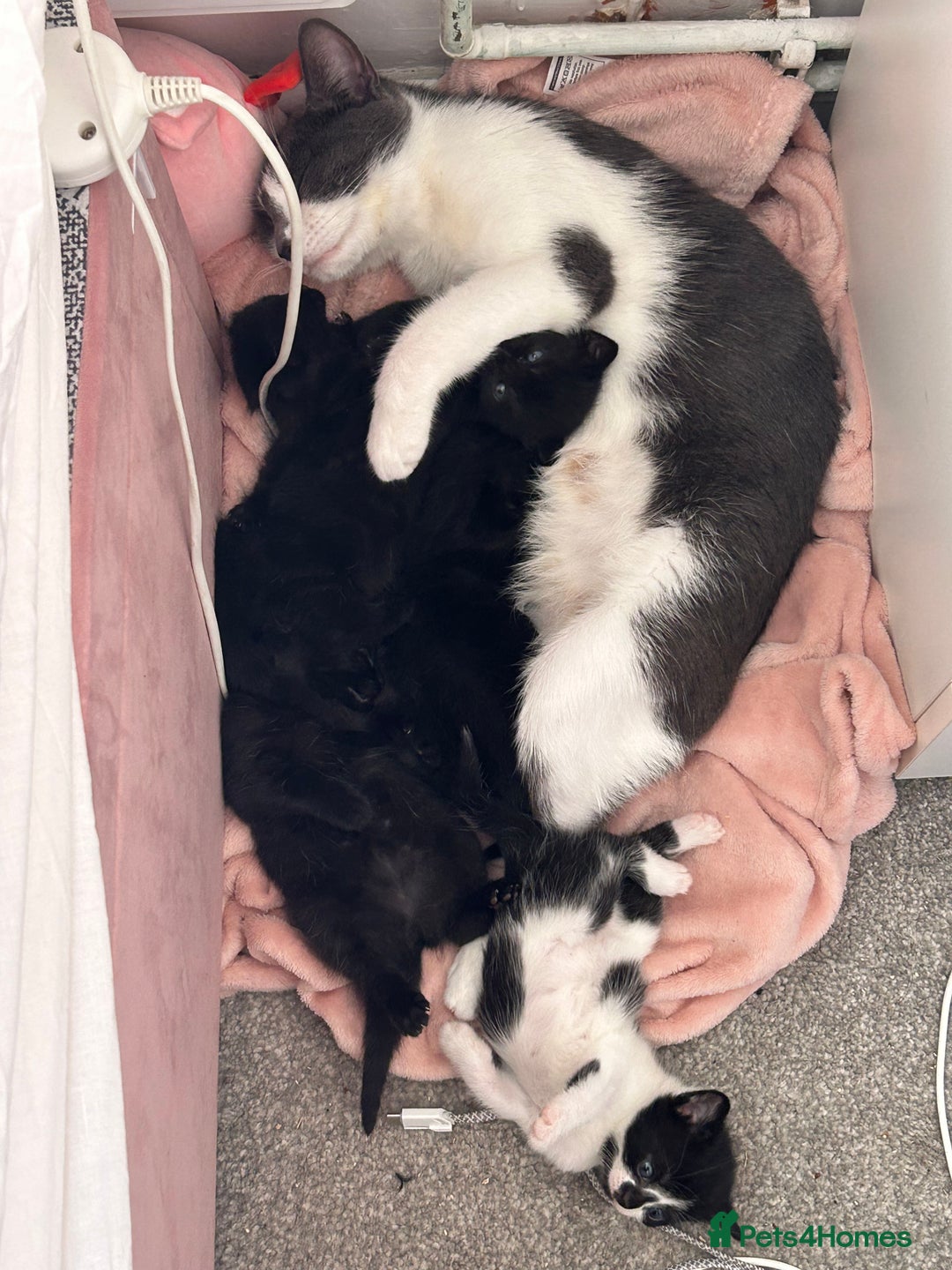 British Shorthair cats for sale: Black kittens  - Image 1