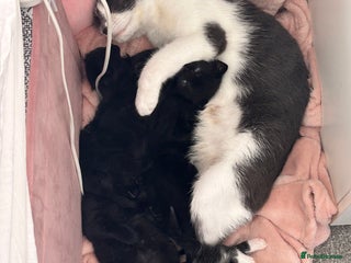 British Shorthair cats - Advert 4