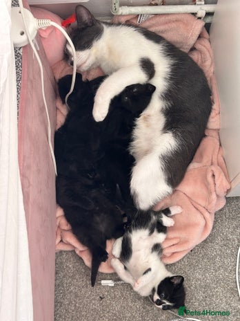 British Shorthair cats - Advert 1