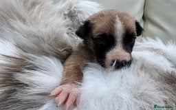 Mixed Breed dogs for sale: 🐾 Beautiful Whippet x Collie Puppies! 🐾 - Image 18