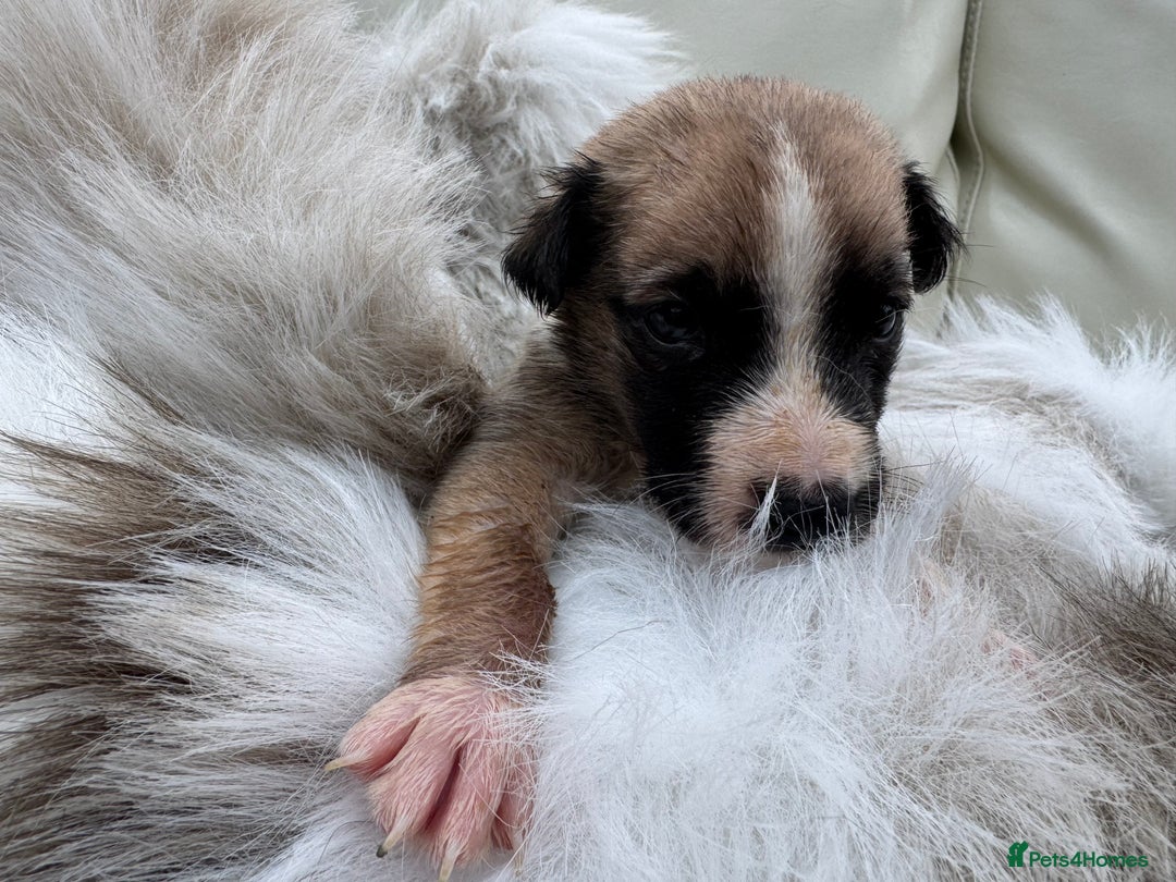 Mixed Breed dogs for sale: 🐾 Beautiful Whippet x Collie Puppies! 🐾 - Image 18