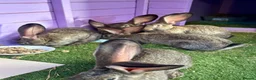 Continental Giant rabbits for sale: 5 giant continental bucks  - Advert 6