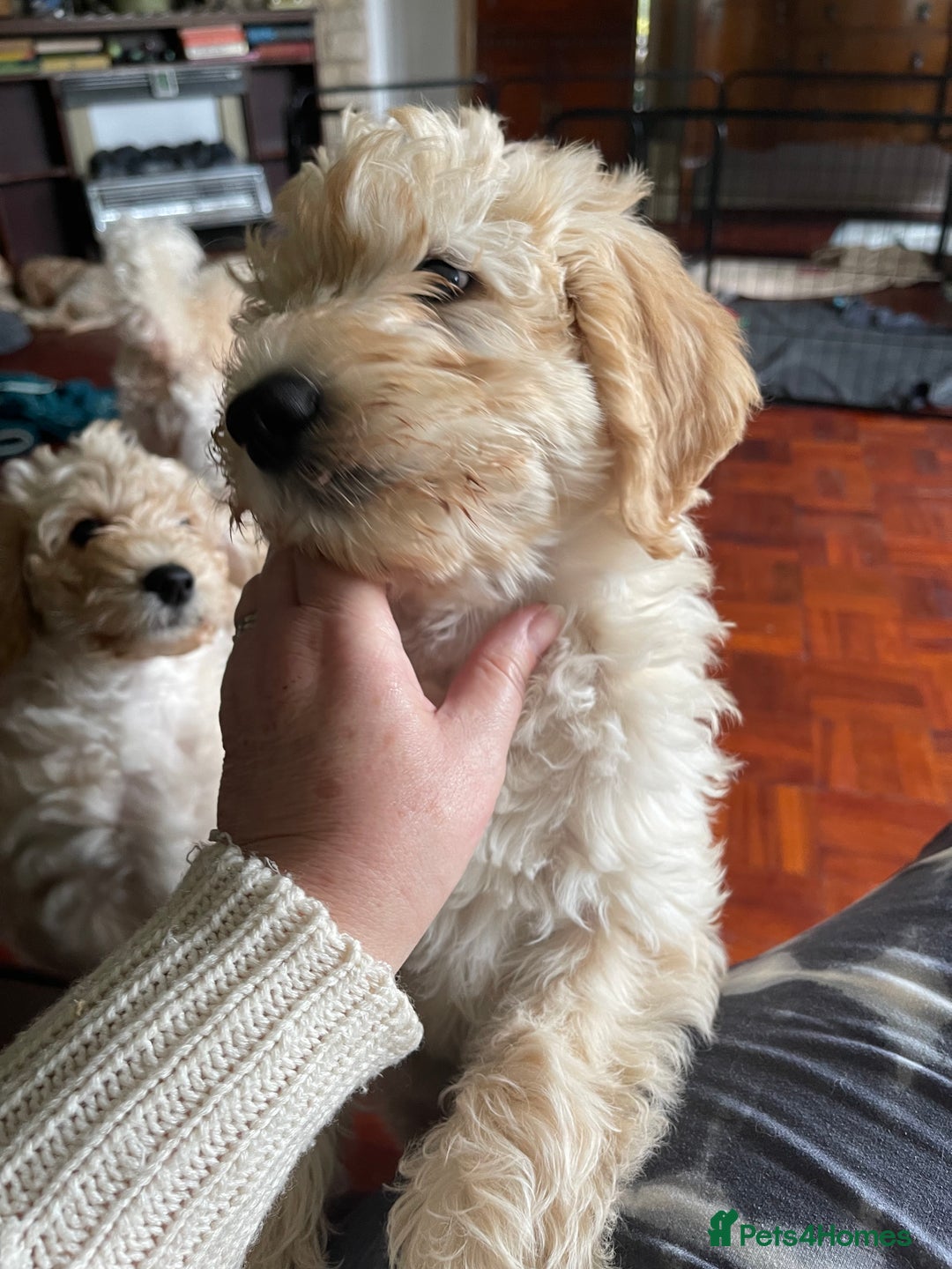 Labradoodle dogs for sale: Multigen Mini Labradoodle Puppies Available Now - Image 13
