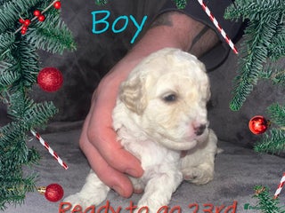 Cavapoochon dogs 🌟 Stunning F1B Cavapoochon puppies available now - Advert 17