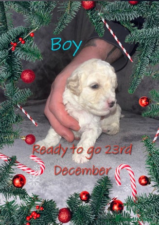 Cavapoochon dogs 🌟 Stunning F1B Cavapoochon puppies available now - Advert 13