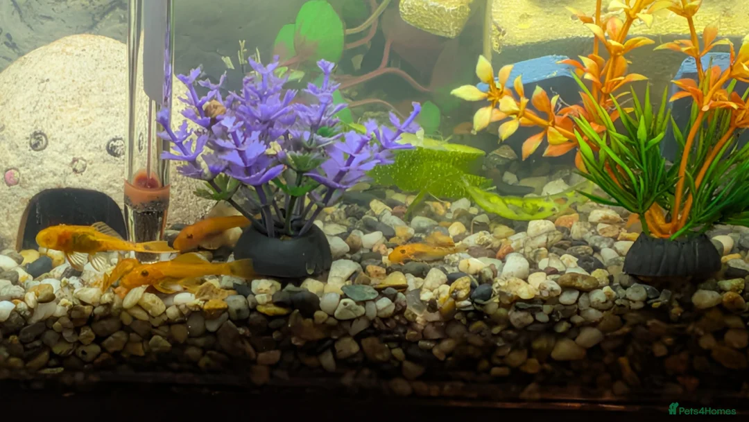 Plecos fish for sale: Super Red Dwarf Bristlenose Pleco Fy - Advert 1