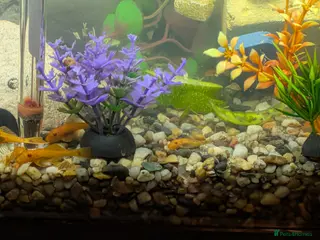 Plecos fish Super Red Dwarf Bristlenose Pleco Fy - Advert 9