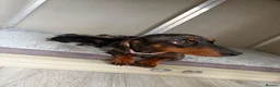 Miniature Dachshund dogs for sale: 5 stunning mini dachshunds for sale❤️🏡🥰 - Advert 13