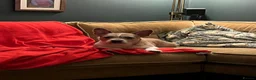 Mixed Breed dogs for sale: Boston terrier cross puppies - Advert 9