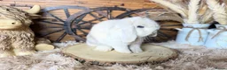 Mini Lop rabbits for sale: MINI LOPS | PEDIGREE  - Advert 24